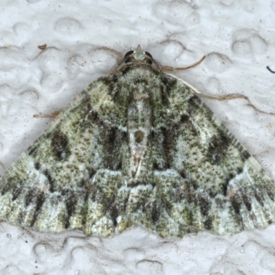 Aeolochroma metarhodata (Tea-tree Emerald (Geometrinae)) at Ainslie, ACT - 31 Jan 2021 by jb2602