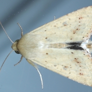 Helicoverpa (genus) at Ainslie, ACT - 31 Jan 2021
