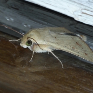 Helicoverpa (genus) at Ainslie, ACT - 31 Jan 2021 10:45 PM