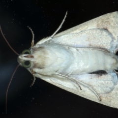 Helicoverpa (genus) at Ainslie, ACT - 31 Jan 2021