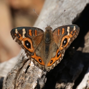 Junonia villida at Ainslie, ACT - 31 Jan 2021