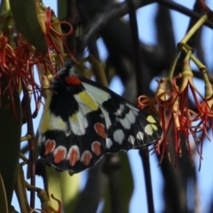 Delias aganippe (Spotted Jezebel) at Ainslie, ACT - 31 Jan 2021 by jb2602