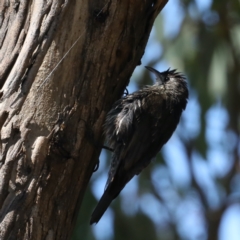 Cormobates leucophaea (White-throated Treecreeper) at Majura, ACT - 31 Jan 2021 by jbromilow50