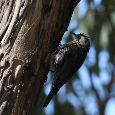 Cormobates leucophaea (White-throated Treecreeper) at Majura, ACT - 31 Jan 2021 by jb2602