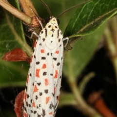 Utetheisa pulchelloides (Heliotrope Moth) at Melba, ACT - 25 Jan 2021 by kasiaaus