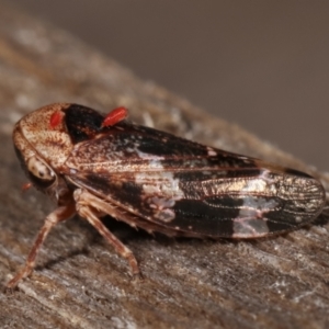 Eurypella tasmaniensis at Melba, ACT - 26 Jan 2021 01:22 AM