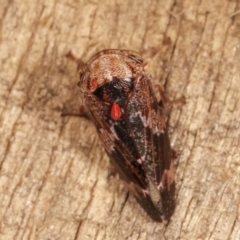 Eurypella tasmaniensis at Melba, ACT - 26 Jan 2021 01:22 AM