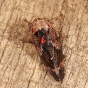 Eurypella tasmaniensis at Melba, ACT - 26 Jan 2021