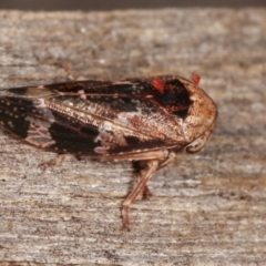 Eurypella tasmaniensis at Melba, ACT - 26 Jan 2021 01:22 AM