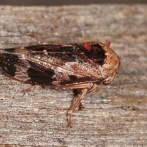 Eurypella tasmaniensis at Melba, ACT - 26 Jan 2021