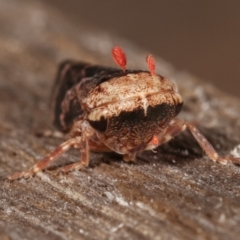 Eurypella tasmaniensis at Melba, ACT - 26 Jan 2021