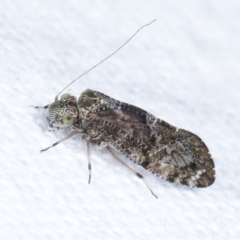 Psocodea 'Psocoptera' sp. (order) (Unidentified plant louse) at Melba, ACT - 25 Jan 2021 by kasiaaus