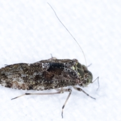 Myopsocidae (family) at Melba, ACT - 26 Jan 2021