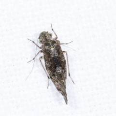 Psocodea 'Psocoptera' sp. (order) at Melba, ACT - 26 Jan 2021