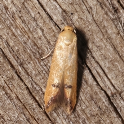 Tachystola hemisema (A Concealer moth) at Melba, ACT - 25 Jan 2021 by kasiaaus