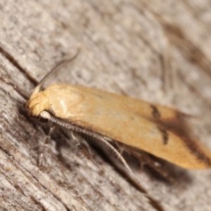 Tachystola hemisema at Melba, ACT - 26 Jan 2021 01:30 AM