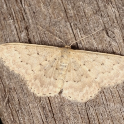 Idaea philocosma (Flecked Wave) at Melba, ACT - 26 Jan 2021 by kasiaaus