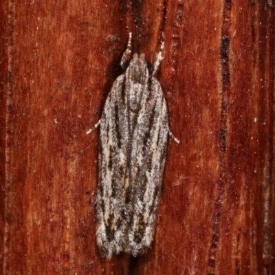 Ardozyga undescribed species nr amblopis (A Gelechioid moth) at Melba, ACT - 25 Jan 2021 by kasiaaus