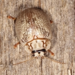 Paropsis 'sp. 20' of Lagerwey (Eucalyptus leaf beetle) at Melba, ACT - 25 Jan 2021 by kasiaaus