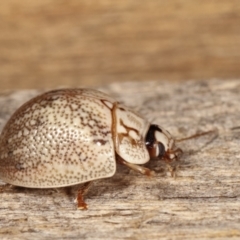 Paropsis 'sp. 20' of Lagerwey at Melba, ACT - 26 Jan 2021 01:34 AM