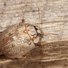 Paropsis 'sp. 20' of Lagerwey at Melba, ACT - 26 Jan 2021 01:34 AM