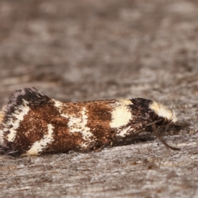 Isomoralla eriscota (A concealer moth) at Melba, ACT - 25 Jan 2021 by kasiaaus