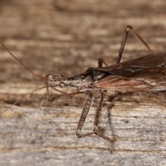 Nabidae sp. (family) (Damsel bug) at Melba, ACT - 25 Jan 2021 by kasiaaus