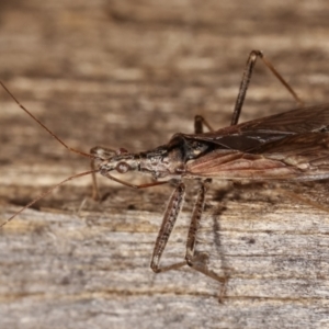 Nabidae sp. (family) at Melba, ACT - 26 Jan 2021