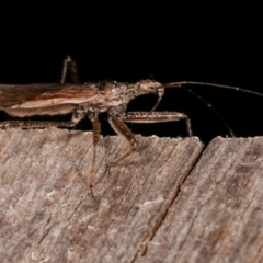 Nabidae sp. (family) at Melba, ACT - 26 Jan 2021