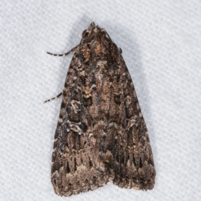 Hypoperigea tonsa (A noctuid moth) at Melba, ACT - 26 Jan 2021 by kasiaaus