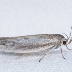 Oecophoridae provisional group 2 at Melba, ACT - 26 Jan 2021 01:41 AM