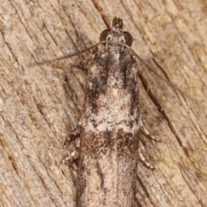 Tylochares cosmiella at Melba, ACT - 26 Jan 2021