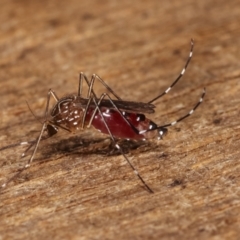 Aedes (Rampamyia) notoscriptus (Striped Mosquito) at Melba, ACT - 25 Jan 2021 by kasiaaus