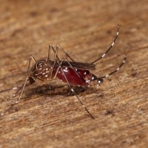Aedes (Rampamyia) notoscriptus at Melba, ACT - 26 Jan 2021