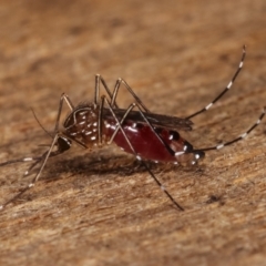 Aedes (Rampamyia) notoscriptus at Melba, ACT - 26 Jan 2021 01:48 AM