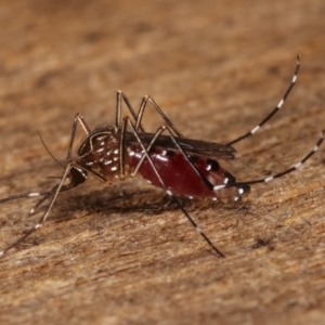 Aedes (Rampamyia) notoscriptus at Melba, ACT - 26 Jan 2021