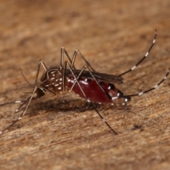 Aedes (Rampamyia) notoscriptus at Melba, ACT - 26 Jan 2021