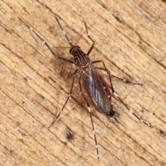 Aedes (Rampamyia) notoscriptus at Melba, ACT - 26 Jan 2021