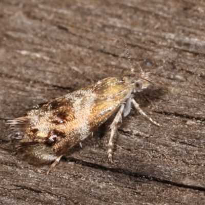 Tebenna micalis (Small Thistle Moth) at Melba, ACT - 25 Jan 2021 by kasiaaus