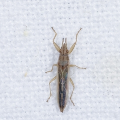 Unidentified Shield, Stink & Jewel Bug (Pentatomoidea) at Melba, ACT - 25 Jan 2021 by kasiaaus