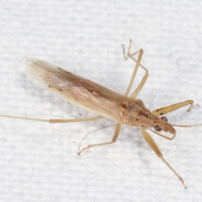 Nabis sp. (genus) (Damsel bug) at Melba, ACT - 25 Jan 2021 by kasiaaus