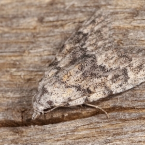 Nola (genus) at Melba, ACT - 26 Jan 2021
