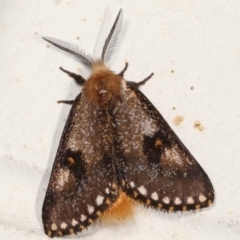Epicoma contristis (Yellow-spotted Epicoma Moth) at Melba, ACT - 26 Jan 2021 by kasiaaus