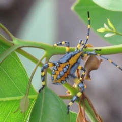 Amorbus alternatus (Eucalyptus Tip Bug) at Wanniassa, ACT - 3 Feb 2021 by SandraH