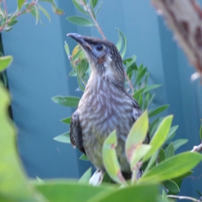 Anthochaera carunculata (Red Wattlebird) at Spence, ACT - 13 Jan 2021 by Laserchemisty