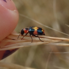 Dicranolaius concinicornis (Melyrid flower beetle) at Mount Rogers - 2 Jan 2021 by Laserchemisty