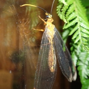 Nymphes myrmeleonoides at Spence, ACT - 13 Jan 2021 09:40 PM