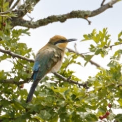 Merops ornatus (Rainbow Bee-eater) at Lanyon - northern section A.C.T. - 3 Feb 2021 by Nona