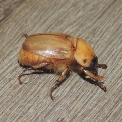 Cyclocephala signaticollis (Argentinian scarab) at Conder, ACT - 20 Dec 2020 by michaelb