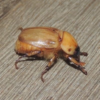 Cyclocephala signaticollis (Argentinian scarab) at Pollinator-friendly garden Conder - 20 Dec 2020 by michaelb